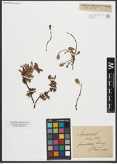 Foto von Salix retusa L.